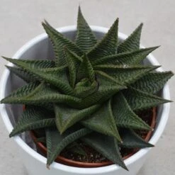 Haworthia Limifolia Twister - 8,5cm