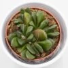 Haworthia Maughanii X Truncata - 8,5cm 1 Haworthia Maughanii X Truncata - 8,5cm -Gartenbedarf Verkäufe 2024 haworthia maughanii x truncata 8cm2