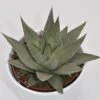 Haworthia Savanna - 10,5cm -Gartenbedarf Verkäufe 2024 haworthia savanna 10cm2