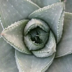 Haworthia Savanna - 8,5cm -Gartenbedarf Verkäufe 2024 haworthia savanna 8cm2