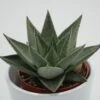 Haworthia Savanna - 8,5cm -Gartenbedarf Verkäufe 2024 haworthia savanna 8cm3