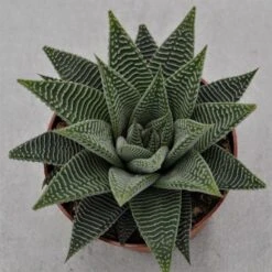 Haworthia Spider White - 8,5cm