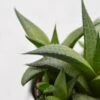 Haworthia Venosa Subsp. Tessellata - 6cm