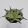 Haworthia White - 8,5cm