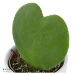 Hoya Kerrii - 6cm -Gartenbedarf Verkäufe 2024 hoya kerrii 6cm3