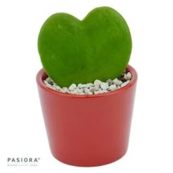 Hoya Kerrii - 6cm -Gartenbedarf Verkäufe 2024 hoya kerrii 6cm4