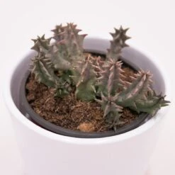 Huernia Confusa - 8cm -Gartenbedarf Verkäufe 2024 huernia confusa 8cm