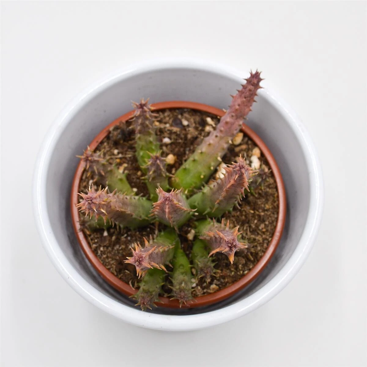 Huernia Schneideriana Predator Red - 8cm 3 Huernia Schneideriana Predator Red - 8cm