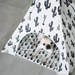 Kaktus Tipi Für Hunde