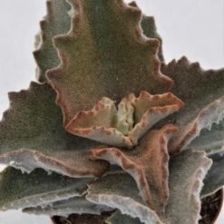 Kalanchoe Beharensis - 10,5cm -Gartenbedarf Verkäufe 2024 kalanchoe beharensis 10cm2