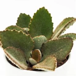 Kalanchoe Beharensis - 10,5cm -Gartenbedarf Verkäufe 2024 kalanchoe beharensis 10cm3