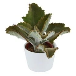 Kalanchoe Beharensis - 6cm -Gartenbedarf Verkäufe 2024 kalanchoe beharensis 6cm