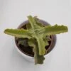 Kalanchoe Beharensis Roseleaf - 8,5cm