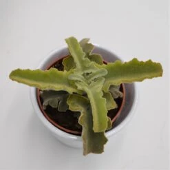 Kalanchoe Beharensis Roseleaf - 8,5cm