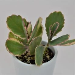 Kalanchoe F. Variegata Tricolor - 5,5cm -Gartenbedarf Verkäufe 2024 kalanchoe f variegata tricolor 5cm