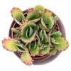 Kalanchoe Hortagel - 5,5cm 2 Kalanchoe Hortagel - 5,5cm -Gartenbedarf Verkäufe 2024 kalanchoe hortagel 5cm