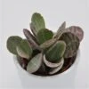 Kalanchoe Humilis Desert Surprise - 5,5cm
