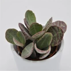 Kalanchoe Humilis Desert Surprise - 5,5cm