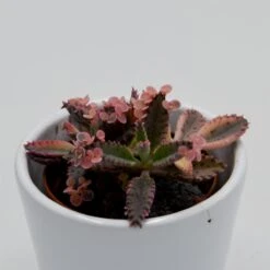 Kalanchoe Pink Butterfly - 5,5cm