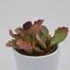 Kalanchoe Rubinea - 8,5cm