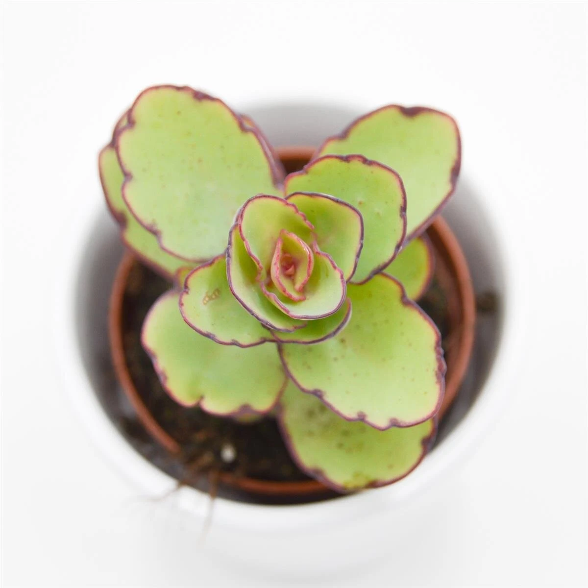 Kalanchoe Thailandii- 5,5cm 5 Kalanchoe Thailandii- 5,5cm - Image 3