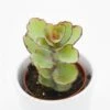 Kalanchoe Thailandii- 5,5cm -Gartenbedarf Verkäufe 2024 kalanchoe thailandii 5cm2