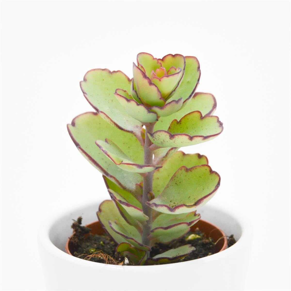 Kalanchoe Thailandii- 5,5cm 4 Kalanchoe Thailandii- 5,5cm - Image 2