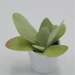 Kalanchoe Thyrsiflora - 6cm 8 Kalanchoe Thyrsiflora - 6cm -Gartenbedarf Verkäufe 2024 kalanchoe thyrsiflora 6cm3