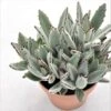Kalanchoe Tomentosa - 14cm
