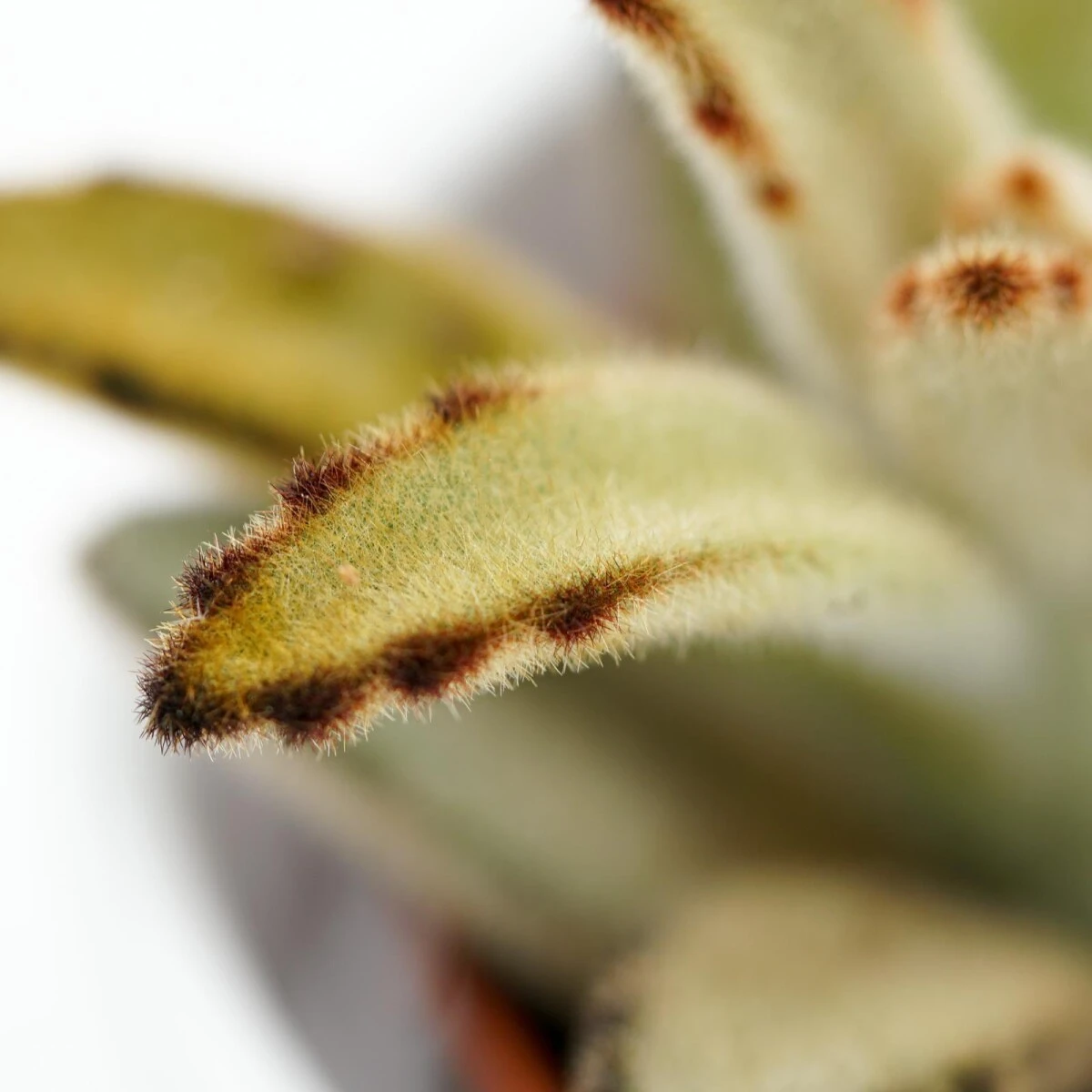 Kalanchoe Tomentosa Chocolate Soldier - 6cm 7 Kalanchoe Tomentosa Chocolate Soldier - 6cm - Image 5