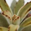 Kalanchoe Tomentosa Chocolate Soldier - 6cm