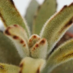 Kalanchoe Tomentosa Chocolate Soldier - 6cm