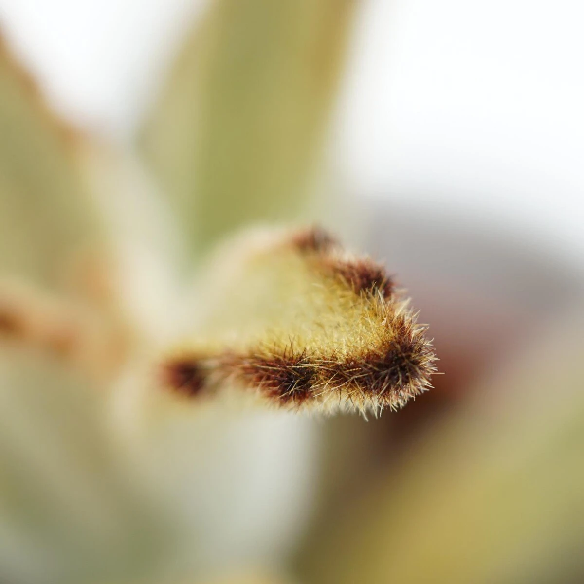 Kalanchoe Tomentosa Chocolate Soldier - 6cm 5 Kalanchoe Tomentosa Chocolate Soldier - 6cm - Image 3
