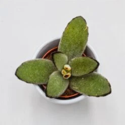 Kalanchoe Tomentosa Jumbo - 5,5cm 5 Kalanchoe Tomentosa Jumbo - 5,5cm -Gartenbedarf Verkäufe 2024 kalanchoe tomentosa jumbo 5cm