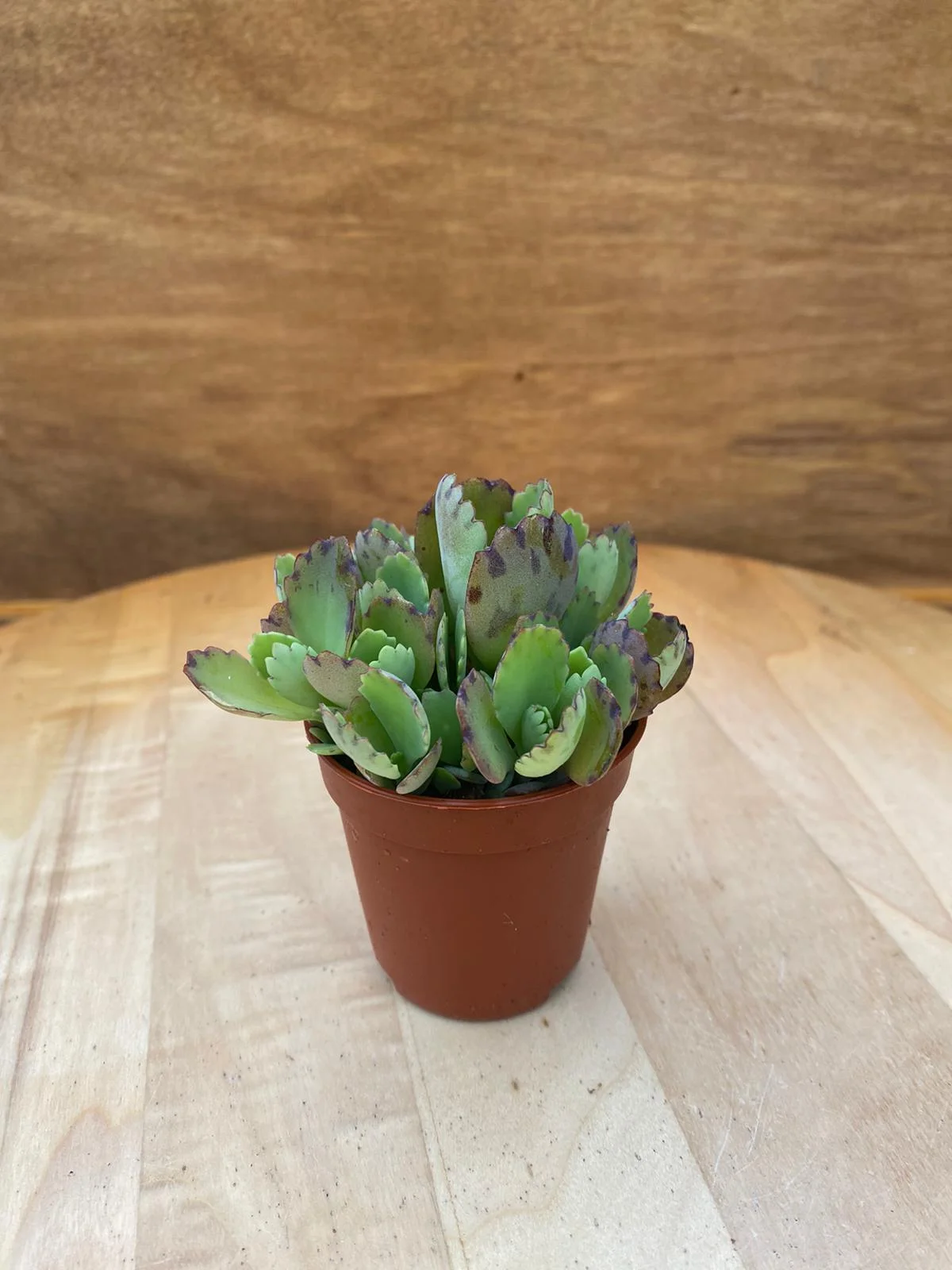 Gartenbedarf Verkäufe 2024 -Gartenbedarf Verkäufe 2024 kh2