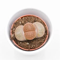 Lithops Ssp. - 5,5cm -Gartenbedarf Verkäufe 2024 lithops ssp 5cm
