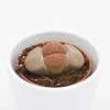 Lithops Ssp. - 5,5cm -Gartenbedarf Verkäufe 2024 lithops ssp 5cm2
