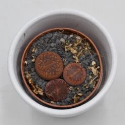 Lithops Ssp. - 5,5cm -Gartenbedarf Verkäufe 2024 lithops ssp 5cm3