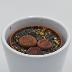 Lithops Ssp. - 5,5cm -Gartenbedarf Verkäufe 2024 lithops ssp 5cm4