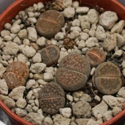 Lithops Ssp. - 5,5cm -Gartenbedarf Verkäufe 2024 lithops ssp 5cm6