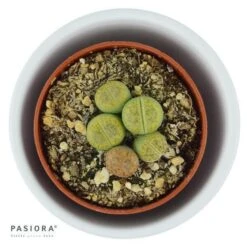 Lithops Ssp. - 5,5cm -Gartenbedarf Verkäufe 2024 lithops ssp 5cm7