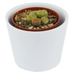 Lithops Ssp. - 5,5cm -Gartenbedarf Verkäufe 2024 lithops ssp 5cm8