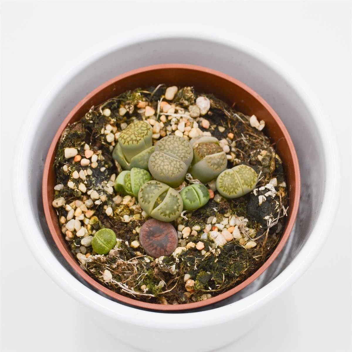 Lithops Ssp. - 8,5cm 5 Lithops Ssp. - 8,5cm - Image 3