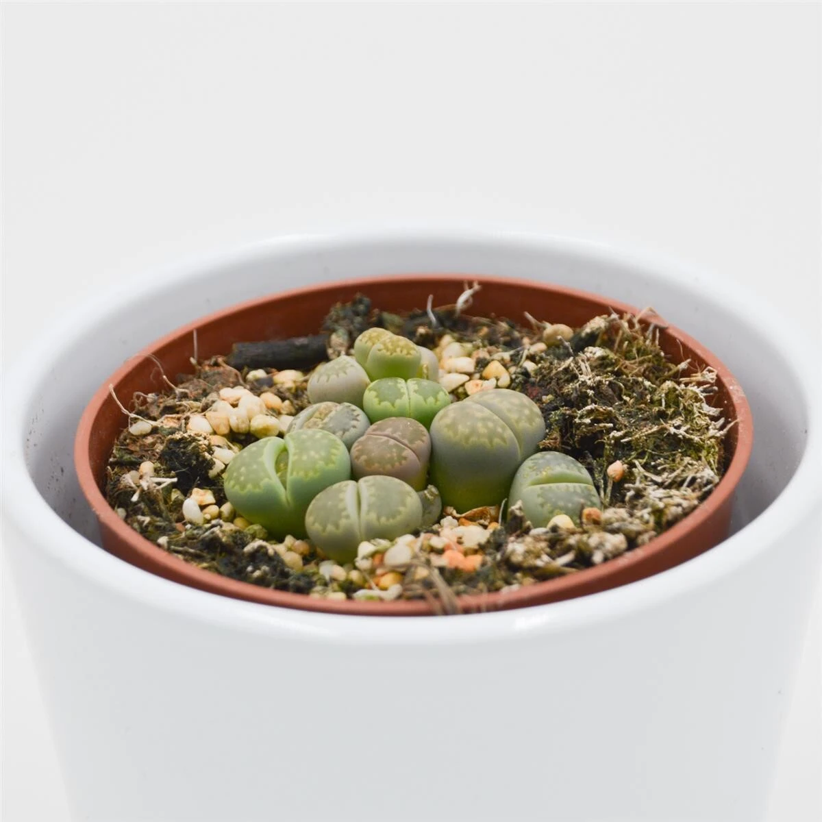 Lithops Ssp. - 8,5cm 3 Lithops Ssp. - 8,5cm