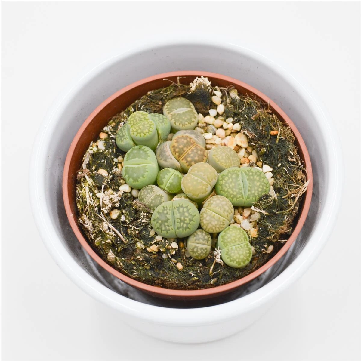 Lithops Ssp. - 8,5cm 4 Lithops Ssp. - 8,5cm - Image 2