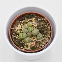 Lithops Ssp. - 8,5cm 9 Lithops Ssp. - 8,5cm -Gartenbedarf Verkäufe 2024 lithops ssp 8cm4