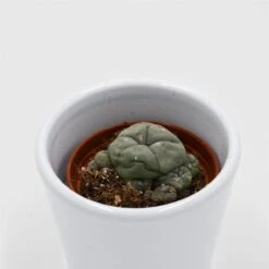 Lophophora Williamsii Cluster - 5,5cm