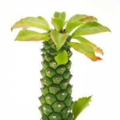 Gartenbedarf Verkäufe 2024 -Gartenbedarf Verkäufe 2024 monadenium sp 6cm2