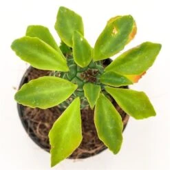 Monadenium Stapelioides - 5,5cm -Gartenbedarf Verkäufe 2024 monadenium sp 6cm3