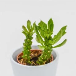 Monadenium Stapelioides - 5,5cm -Gartenbedarf Verkäufe 2024 monadenium sp 6cm4